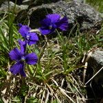 Viola altaica Flower