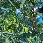 Acacia confusa Hedelmä