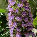 Echium candicansBloem