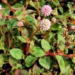 Persicaria capitata Flower