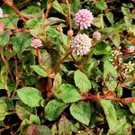 Persicaria capitata 花