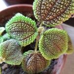 Pilea involucrata Ліст