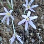 Colchicum cupanii 花