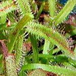 Drosera capensis Blad