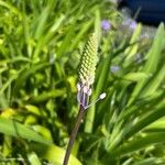Nectaroscilla hyacinthoides Цветок