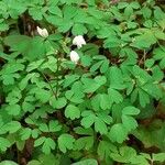 Isopyrum thalictroides Folha