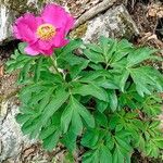 Paeonia mascula പുഷ്പം