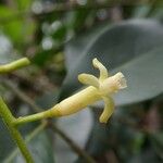 Alstonia vieillardii Flower