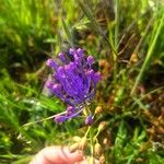 Muscari comosum Flor