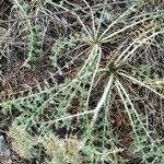 Cardopatium corymbosum Hoja