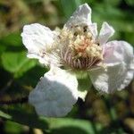Rubus ferocior Квітка