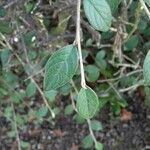 Cotoneaster franchetii Hoja