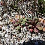 Limonium companyonis Libunga