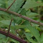 Rubus procerus बार्क (छाल)