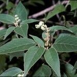 Croton flavens Flower