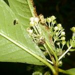 Ardisia opegrapha Leaf