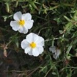 Helianthemum almeriense Çiçek