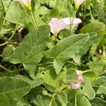 Convolvulus arvensis Blad