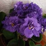 Saintpaulia ionantha Flower