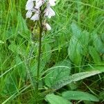 Dactylorhiza maculata Habit