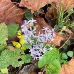 Symphyotrichum cordifoliumFlower