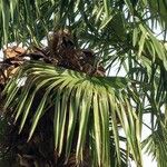 Trachycarpus fortunei Deilen