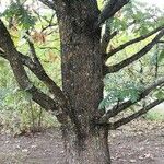 Quercus conferta പുറംതൊലി