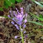 Leopoldia comosa പുഷ്പം