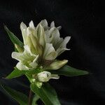 Gentiana tibetica Flower