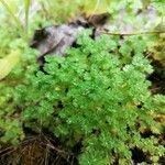 Alchemilla arvensis Habit