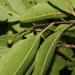 Zanthoxylum schreberi Vrucht