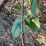 Prunus campanulata Leaf