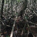 Rhizophora mangle Habitus