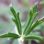 Potentilla neglecta Frunză