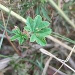 Malva parviflora Feuille