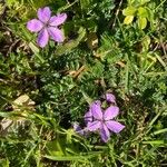 Erodium acauleFlower