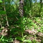 Orchis × spuria ফুল