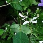 Chamaesyce hypericifolia Цвят