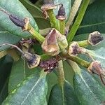 Rhododendron yakushimanum Fruit