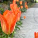 Tulipa fosteriana Kwiat
