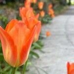 Tulipa fosteriana 花