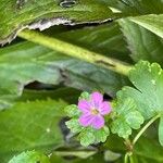 Geranium lucidum Yaprak