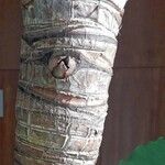 Colocasia esculenta 樹皮