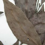 Licania parvifructa Máis