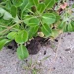 Saxifraga spathularis Leaf