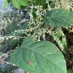 Reynoutria japonica Leaf