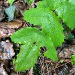 Mahonia aquifolium Leaf