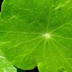 Hydrocotyle verticillata Leaf