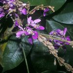 Spirotropis longifolia Flor