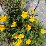 Helianthemum oelandicumFlor